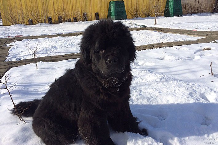 Фото: ньюфаундленд Атос с Берега Дона (Atos s Berega Dona)