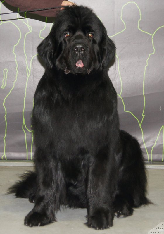 Фотография № 172830