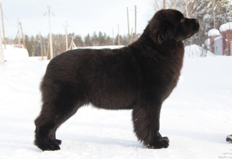 Фото: ньюфаундленд Акватория Келвин Амитис ин Блэк