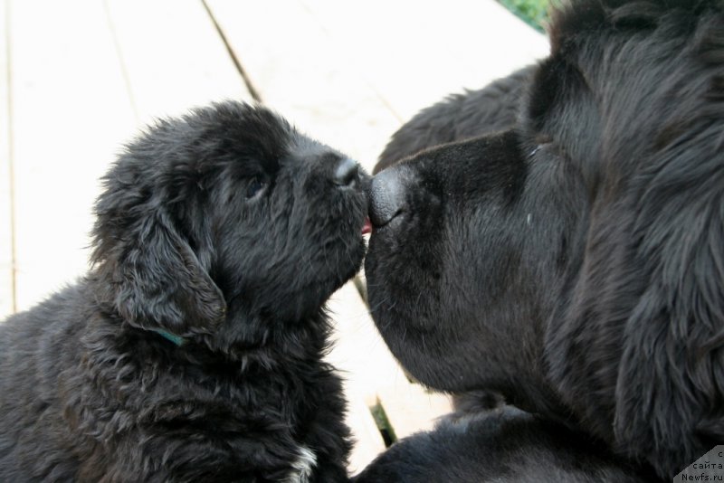 Фото: ньюфаундленд Черная Мафия Шот ин тхе Дарк (Chernaya Mafia Shot in the Dark), ньюфаундленд Ohoi's Jet Set