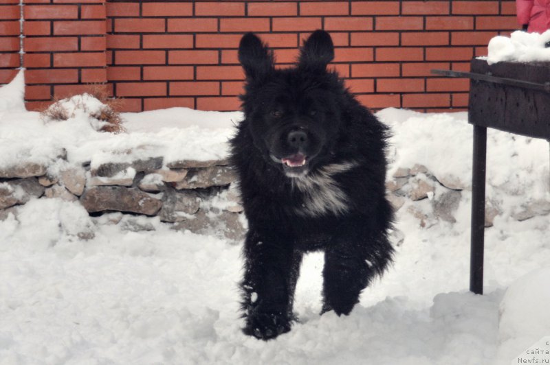 Фото: ньюфаундленд Сент Джонс Евразия