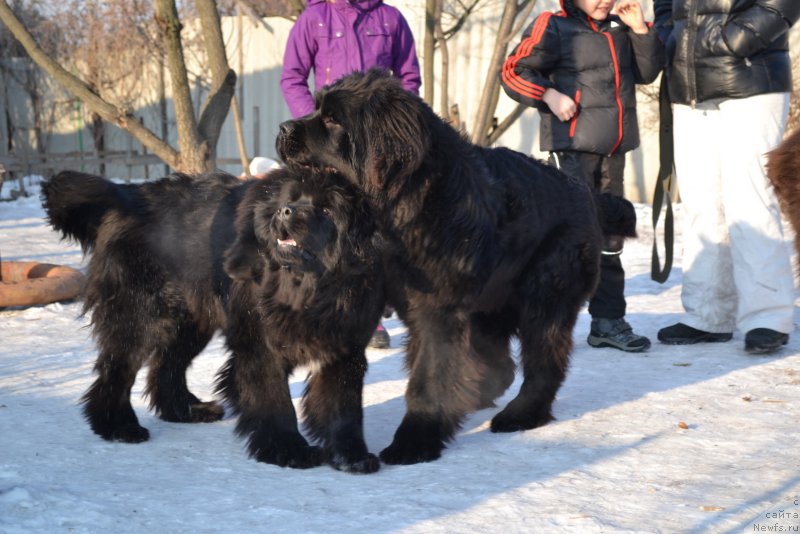 Фото: ньюфаундленд Талисман Моря Мишель, Бегущая по Волнам Чек Пойнт