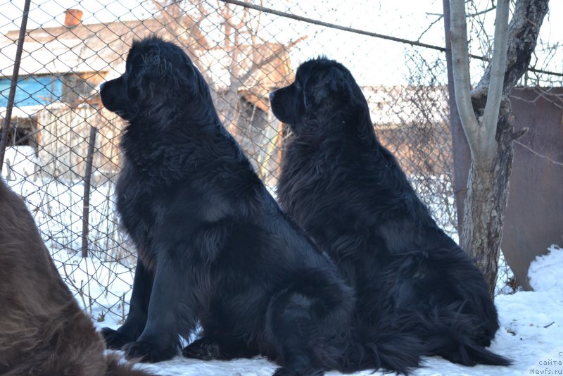 Фото: ньюфаундленд Талисман Моря Магия Волн, ньюфаундленд I'm Little Princess Midnight Bear