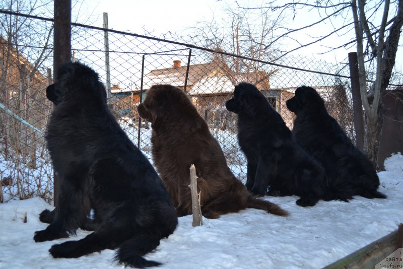 Фото: ньюфаундленд Талисман Моря Мишель, ньюфаундленд Аркадия Виват Арбона, ньюфаундленд Талисман Моря Магия Волн, ньюфаундленд I'm Little Princess Midnight Bear