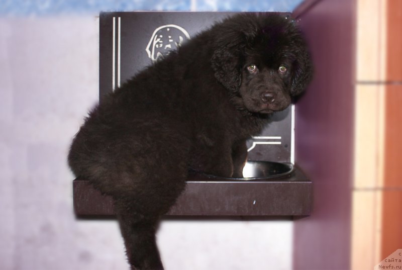 Фото: ньюфаундленд Наоми Таголири фор Браунблад (Naomi Tagoliri for Brouwnblood)