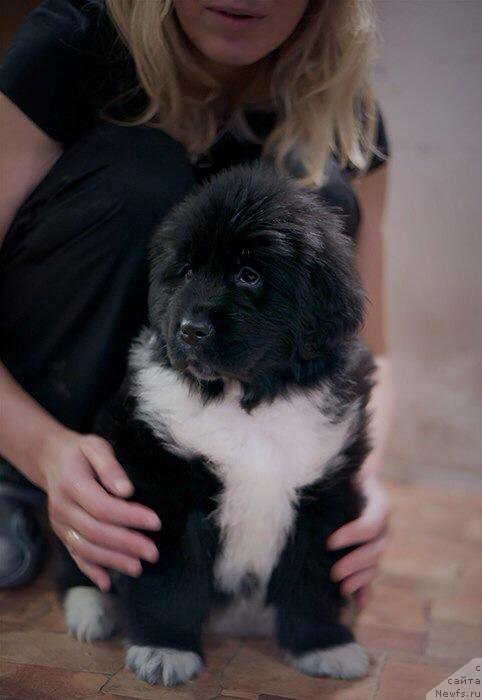 Фотография № 172868