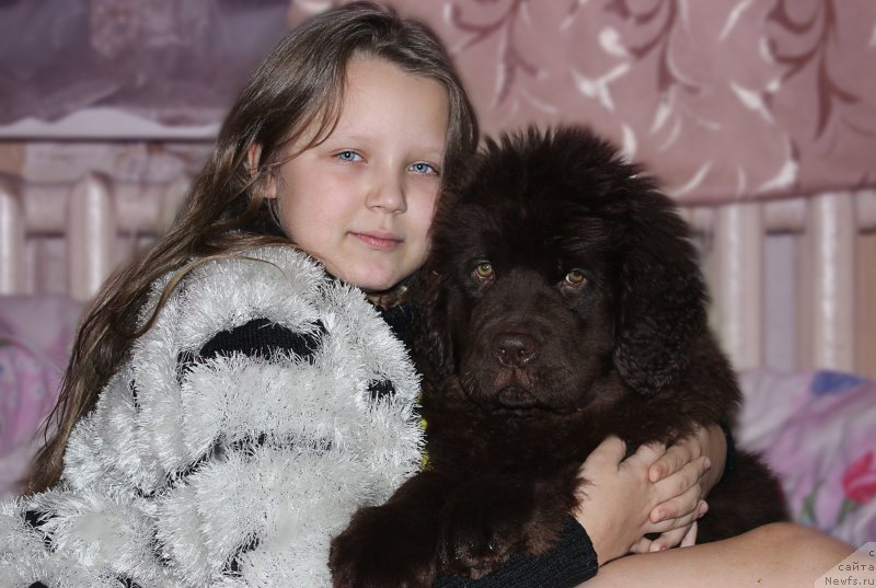 Фото: ньюфаундленд Наоми Таголири фор Браунблад (Naomi Tagoliri for Brouwnblood)