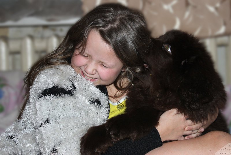 Фото: ньюфаундленд Наоми Таголири фор Браунблад (Naomi Tagoliri for Brouwnblood)