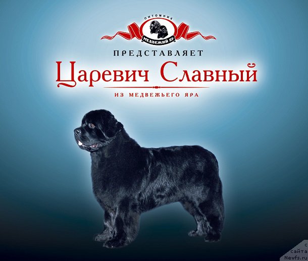 Фото: ньюфаундленд Царевич Славный из Медвежьего Яра (Tsarevich Slavny iz Medvejyego Yara)