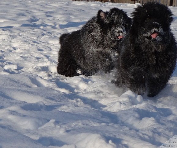 Фото: ньюфаундленд Ньюфорт Абсолют, ньюфаундленд Ньюфорт Астон Мартин для С'Нежной Вьюги