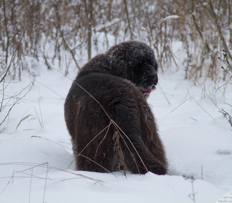 Фото: ньюфаундленд Акватория Келвин Американка