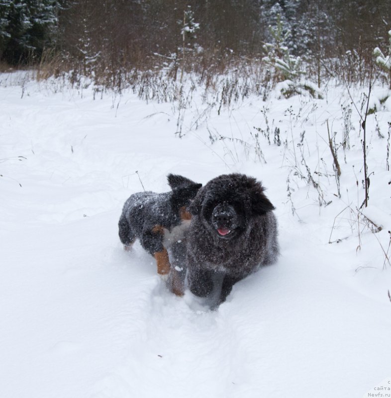 Фото: ньюфаундленд Акватория Келвин Американка