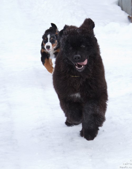 Фото: ньюфаундленд Акватория Келвин Американка