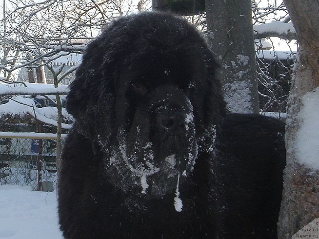 Фото: ньюфаундленд Дар Свезы Белив Ми (Dar Svezy Believe Me)