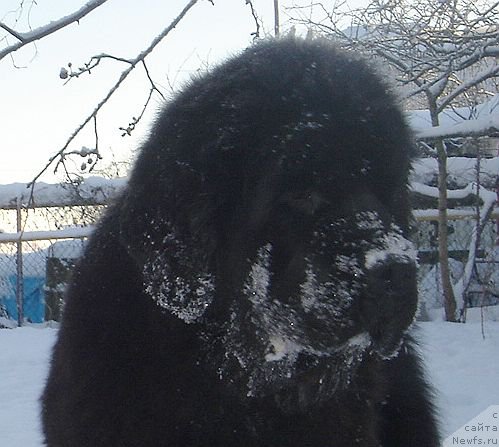 Фото: ньюфаундленд Дар Свезы Белив Ми (Dar Svezy Believe Me)