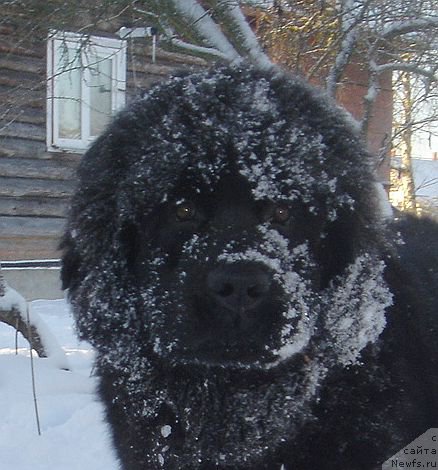 Фото: ньюфаундленд Дар Свезы Фелисити-Феличита