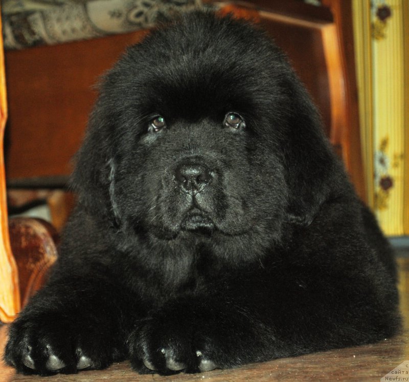 Фото: ньюфаундленд Моя Стихия Ифейон Фроил Милл