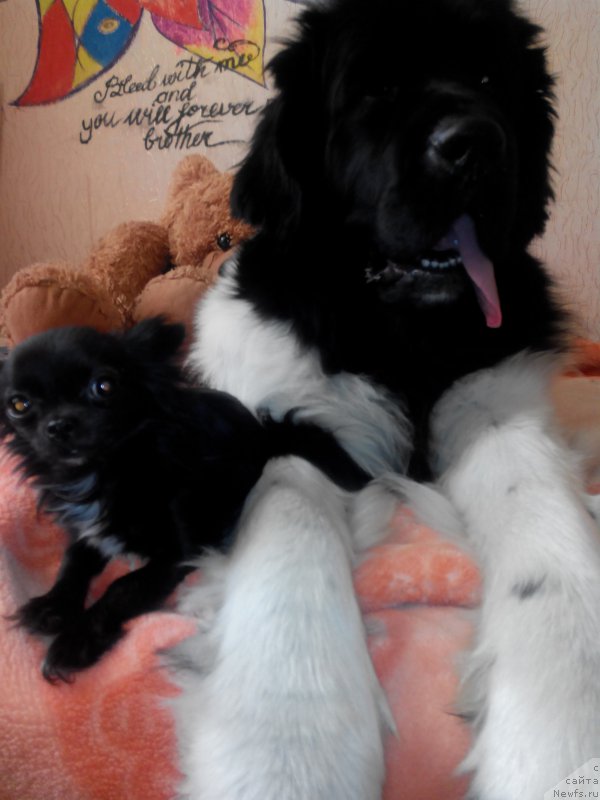 Фото: ньюфаундленд Аквиан Сонг Карамель