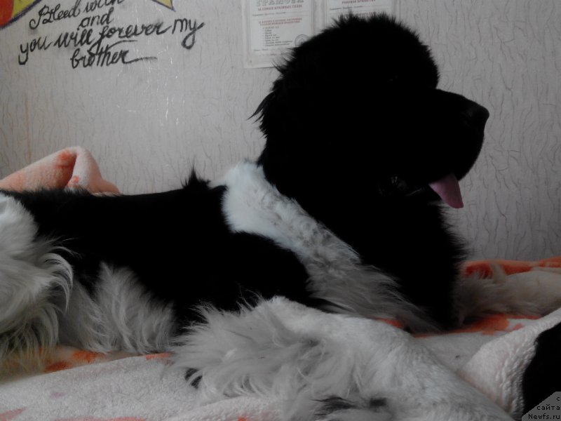 Фото: ньюфаундленд Аквиан Сонг Карамель