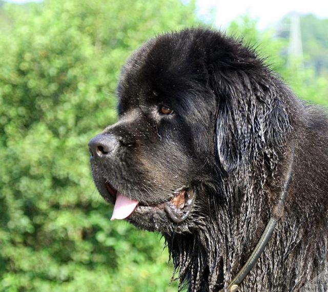 Фото: ньюфаундленд Потап Фидель