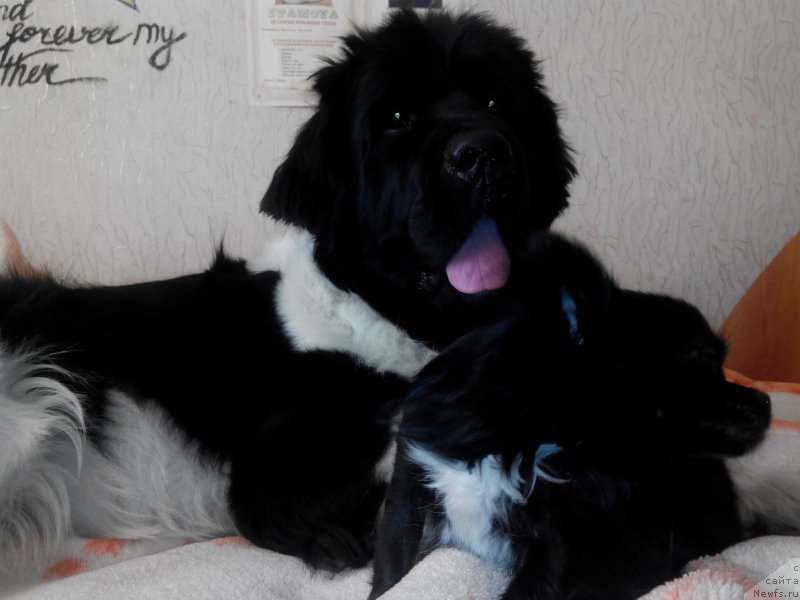 Фото: ньюфаундленд Аквиан Сонг Карамель