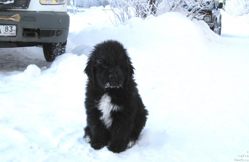 Фотография № 172931