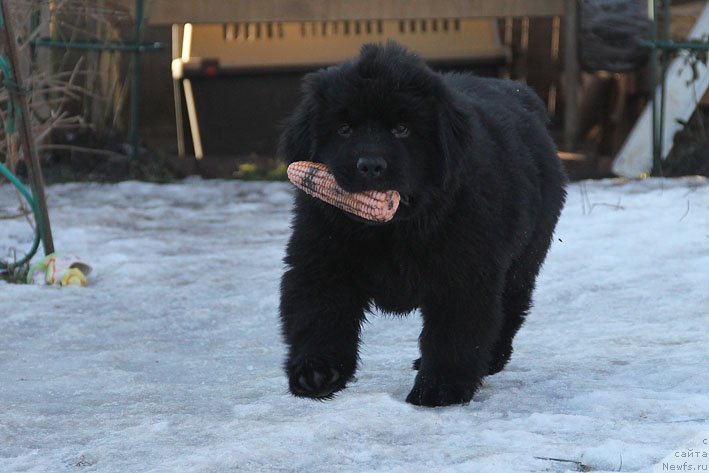 Фото: ньюфаундленд Вперед Зовущая с Берега Дона (Vpered Zovuschaya s Berega Dona)