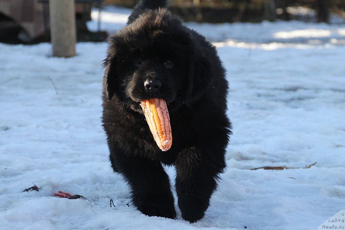 Фото: ньюфаундленд Вперед Зовущая с Берега Дона (Vpered Zovuschaya s Berega Dona)