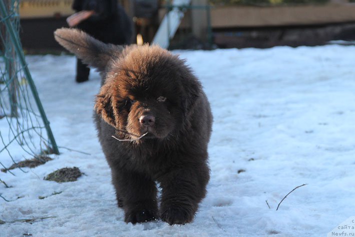 Фото: ньюфаундленд Гвардеец с Берега Дона (Gvardeec s Berega Dona)