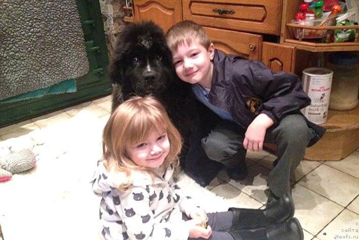 Фото: ньюфаундленд Бравада с Берега Дона (Bravada s Berega Dona)