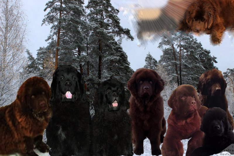 Фото: ньюфаундленд Браунблад МСК Хаким Голд Хайдар (Brownblood MSK Hakim Gold Haydar), ньюфаундленд Браунблад МСК Хелфи Бэст Армани (Brownblood MSK Helfi Best Armani), ньюфаундленд Браунблад МСК Харрикейн Хиггенс (Brownblood MSK Harricane Higgins), ньюфаундленд Браунблад МСК Хэппи Тедди (Brownblood MSK Happy Teddy), ньюфаундленд Браунблад МСК Хаиес Хаго (Brownblood MSK Hayes Hago), ньюфаундленд Браунблад МСК Харита Хавва (Brownblood MSK Harita Havva), ньюфаундленд Браунблад МСК Хриса Хаккет Оллен (Brownblood MSK Hrica Hacket Ollen)