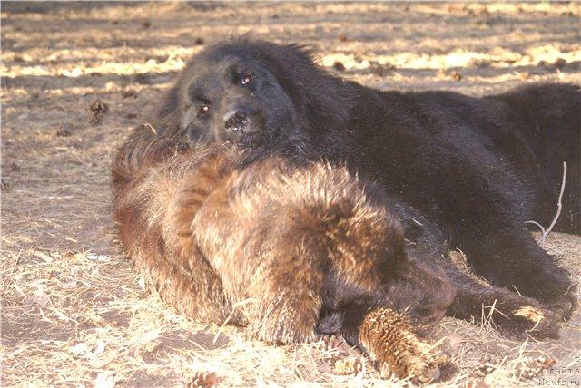 Фото: ньюфаундленд Янтарная Яшма Денвера, ньюфаундленд Ясная Ночка ден Баффи