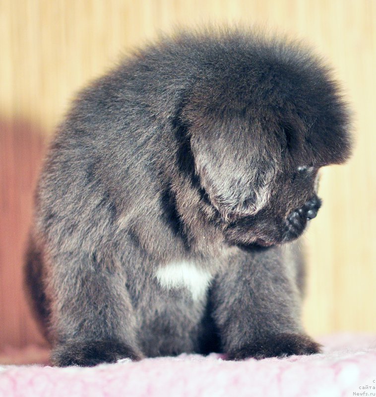 Фото: Бегущая по волнам Антидот