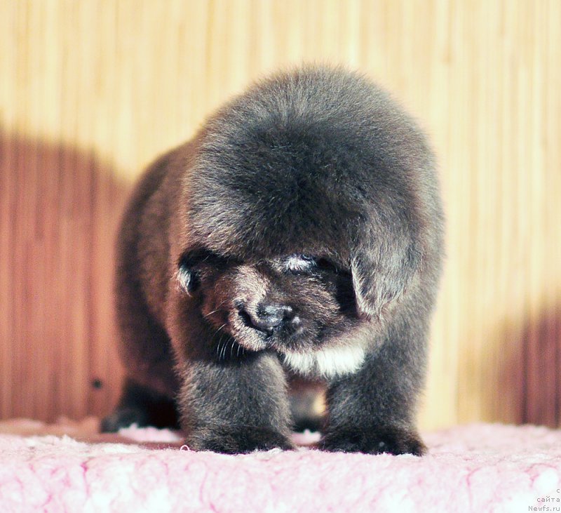 Фото: Бегущая по волнам Антидот