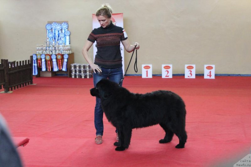 Фото: ньюфаундленд Ариэль Нежданная Награда