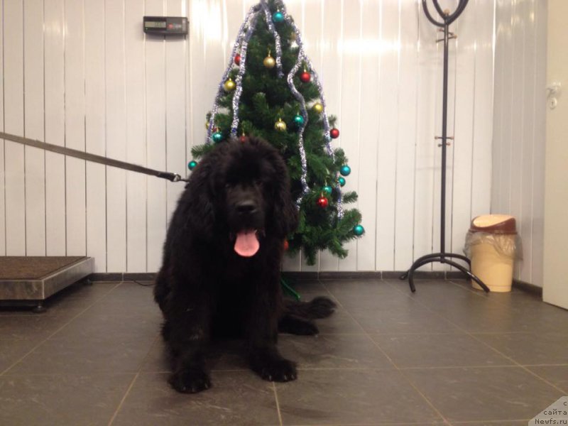 Фотография № 172949