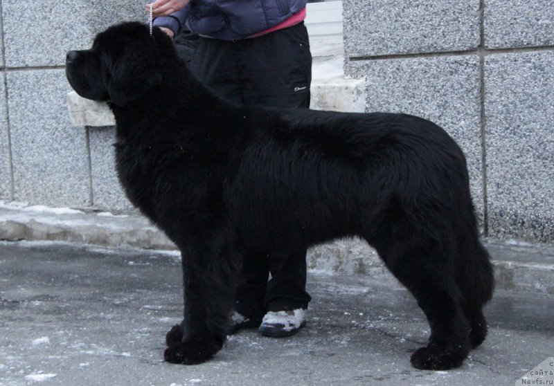 Фото: ньюфаундленд Аквиан Сонг Ларс Бергер (Akvian Song Lars Berger)