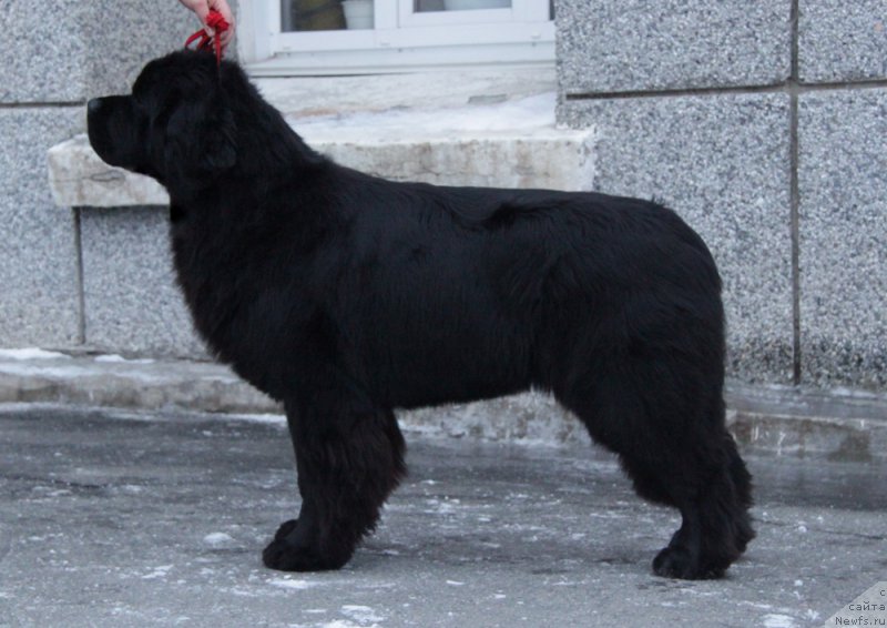 Фото: ньюфаундленд Аквиан Сонг Лаватера (Akvian Song Lavatera)