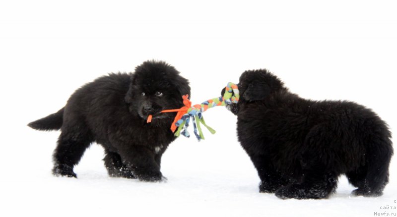 Фото: Щенки Акватория Келвин(Баккара и Бавария).