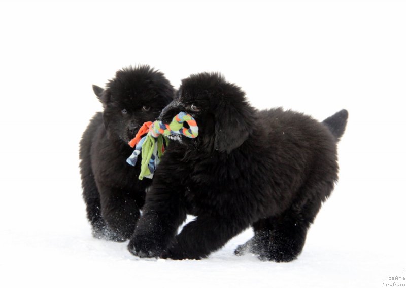 Фото: Щенки Акватория Келвин, Баккара и Бавария.