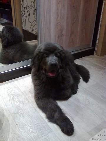 Фото: СЫНОК, ньюфаундленд Черный Шарм Амбер Бест Дог ФО Марлеон, И, ньюфаундленд Аквамариновая Красотка для Марлеон