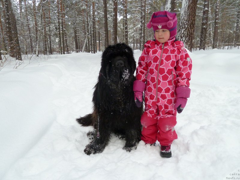 Фото: ньюфаундленд Rose Wanted Impressing Stunningly