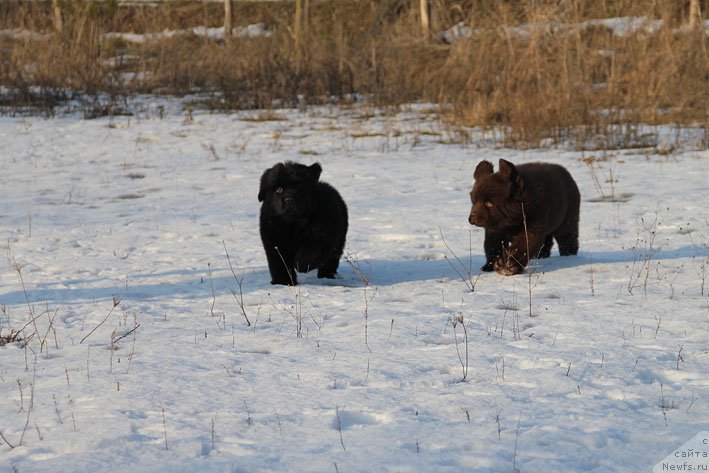 Фото: ньюфаундленд Ваше Благородие с Берега Дона (Vashe Blagorodie s Berega Dona)