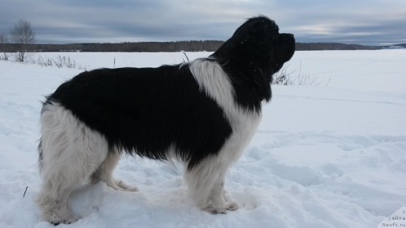 Фото: ньюфаундленд Аквиан Сонг Кроун Роял