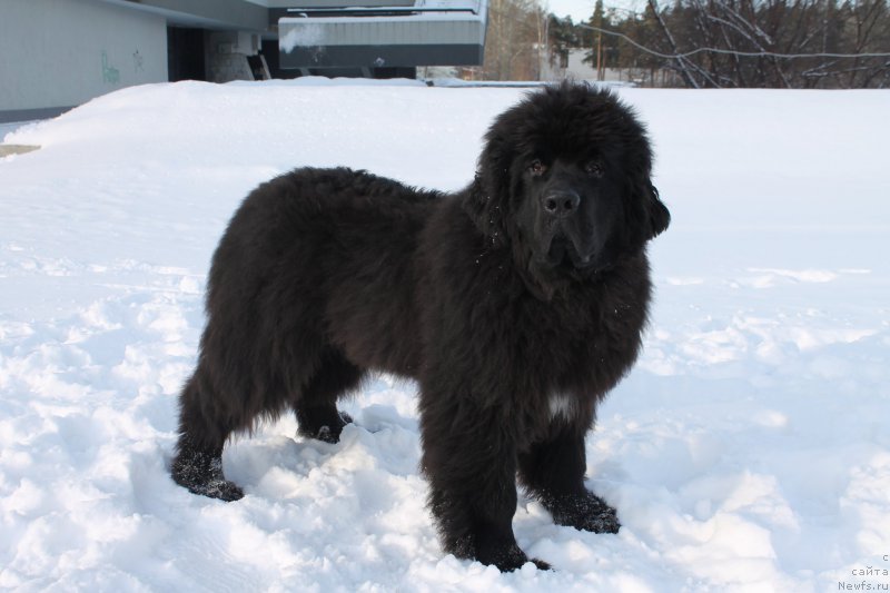 Фото: ньюфаундленд Акватория Келвин Ют Гай