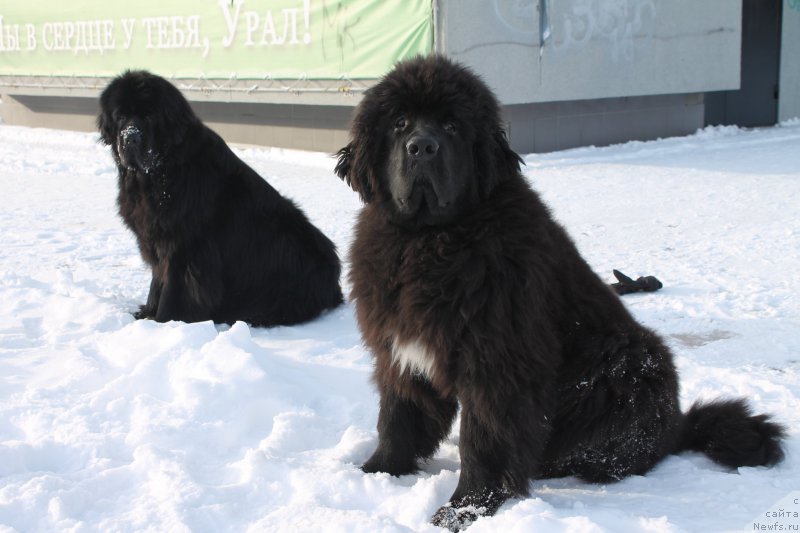 Фото: ньюфаундленд Акватория Келвин Ют Гай
