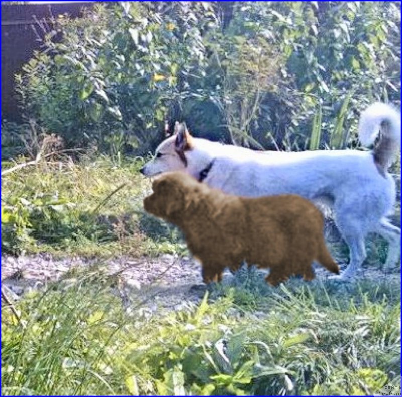 Фото: ньюфаундленд Браунблад МСК Хаким Голд Хайдар (Brownblood MSK Hakim Gold Haydar), ВАНЕЧКА