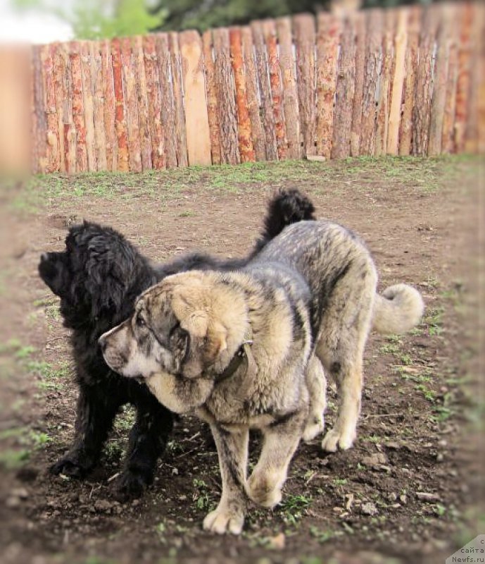 Фото: ньюфаундленд Ньюфорт Бестселлер, ДЕН