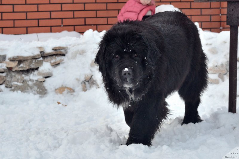 Фото: ньюфаундленд Сент Джонс Евразия