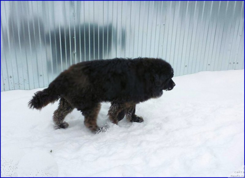 Фото: ньюфаундленд Валенсия Черная Жемчужина